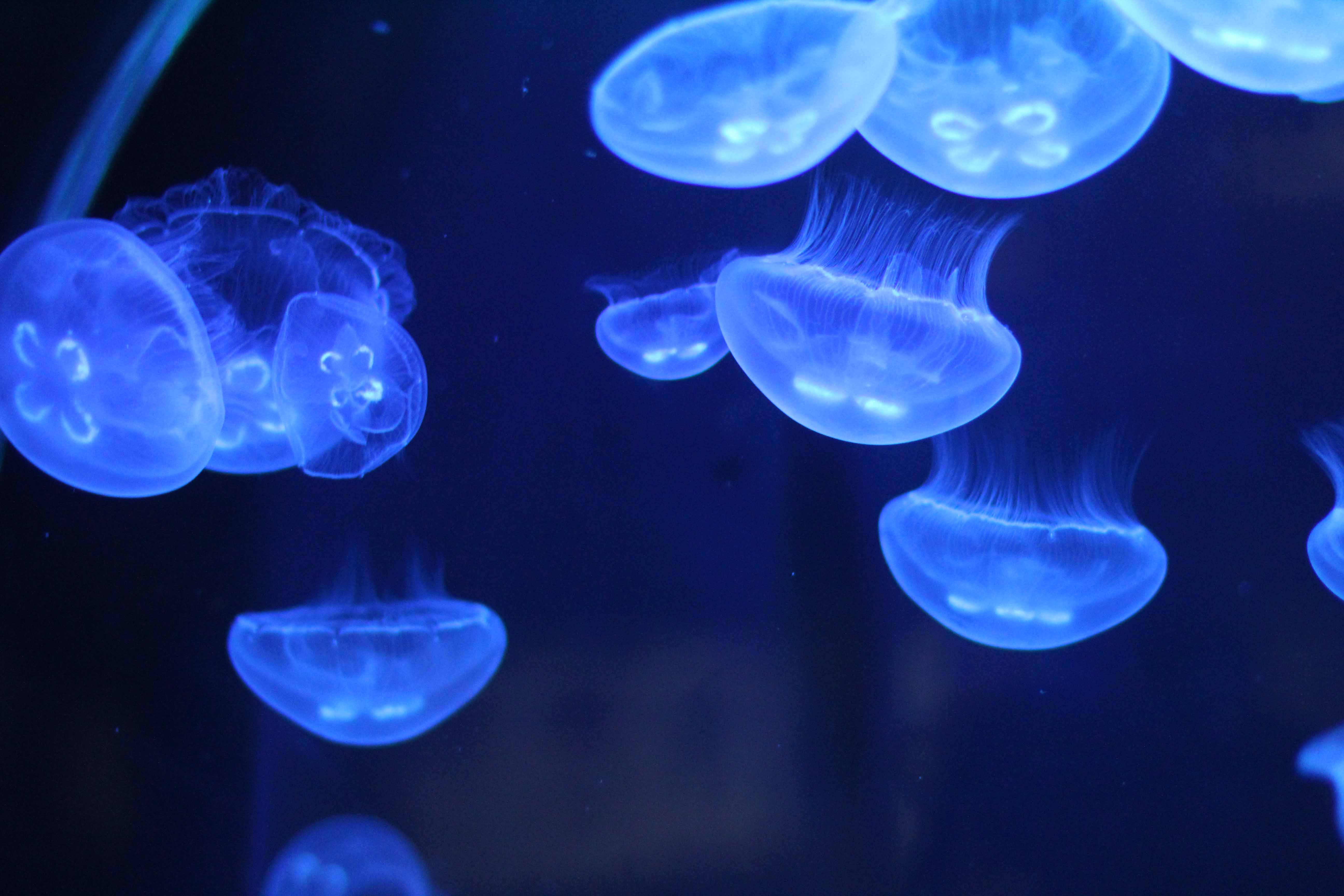 349_alta_Aquarium Aurelia Aurita.JPG